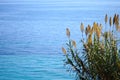 Wild reeds with sea of Ã¢â¬â¹Ã¢â¬â¹Corfu in Greece as a background